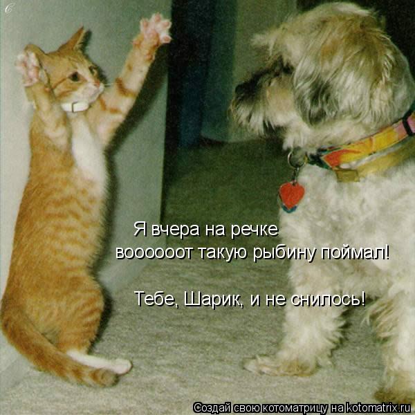 Котоматрица: Я вчера на речке воооооот такую рыбину поймал! Тебе, Шарик, и не снилось!