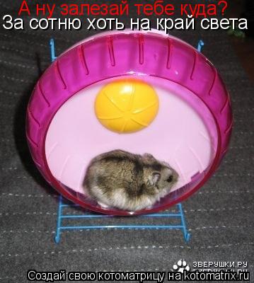 Котоматрица: А ну залезай тебе куда? За сотню хоть на край света
