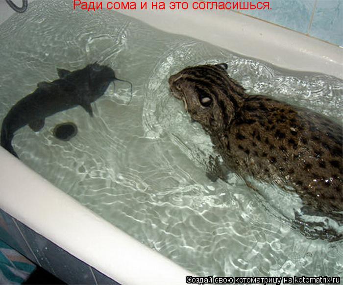 Котоматрица: Ради сома и на это согласишься.