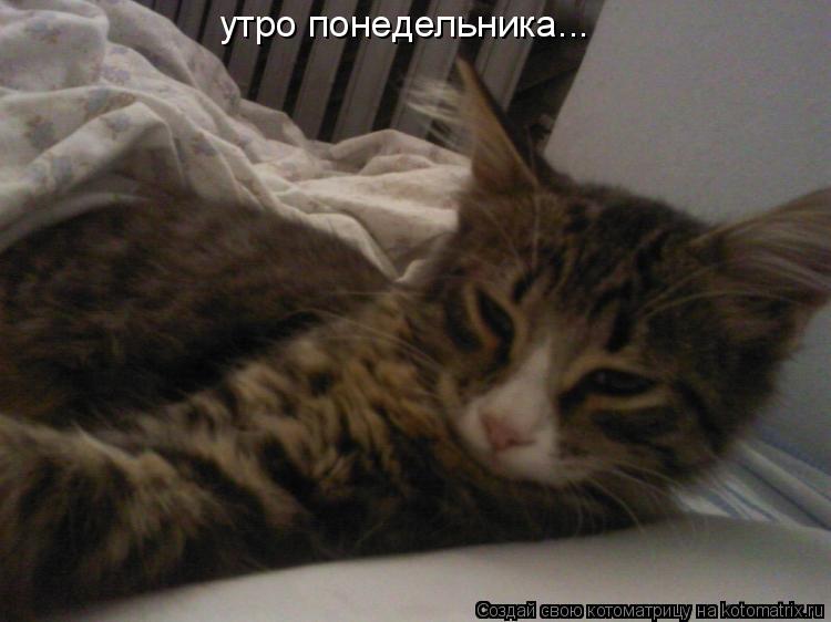 Котоматрица: на работу?... неее.я сегодня в   утро понедельника...