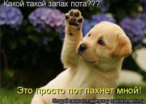 Какой такой запах пота??? Это просто пот пахнет мной!... Котоматрица: Какой такой запах пота??? Это просто пот пахнет мной!