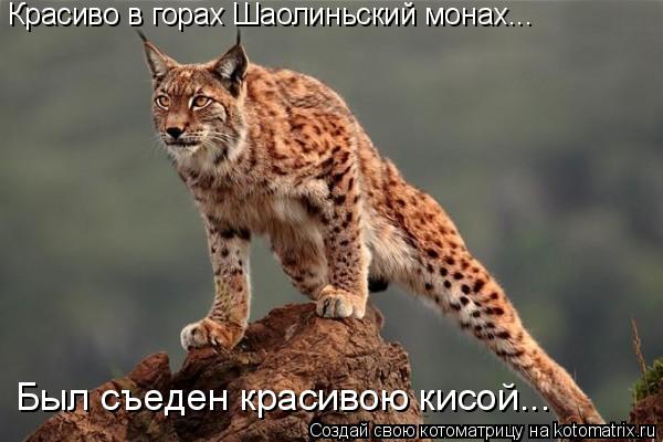 Красиво в горах Шаолиньский монах... Был съеден красивою кисой...... Котоматрица: Красиво в горах Шаолиньский монах... Был съеден красивою кисой...