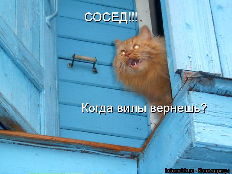 СОСЕД!!! Когда вилы вернешь?... Котоматрица: СОСЕД!!! Когда вилы вернешь?