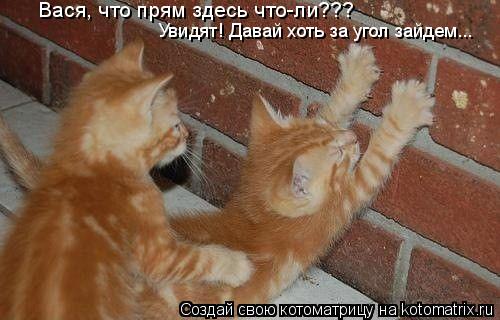 Котоматрица: Вася, что прям здесь что-ли??? Увидят! Давай хоть за угол зайдем...