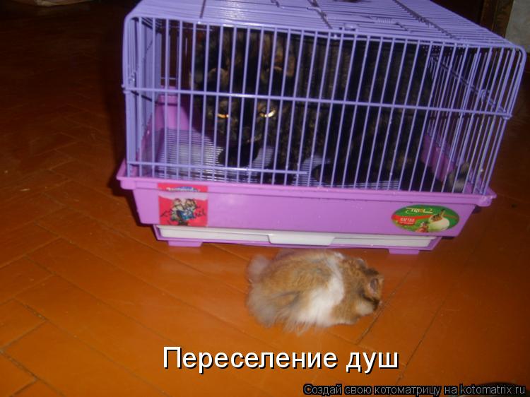 Котоматрица: Переселение душ