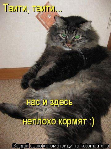 Котоматрица: Таити, таити... нас и здесь неплохо кормят :)