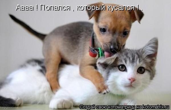 Котоматрица: Аааа ! Попался , который кусался !..