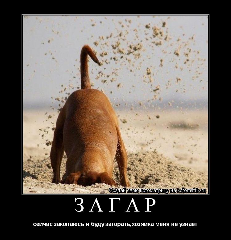 загар сейчас закопаюсь и буду загорать,хозяйка меня не узнает... Котоматрица: загар сейчас закопаюсь и буду загорать,хозяйка меня не узнает