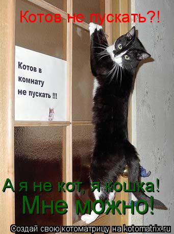 Котоматрица: А я не кот, я кошка! Мне можно! Котов не пускать?!