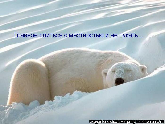 Котоматрица: Главное слиться с местностью и не пукать...