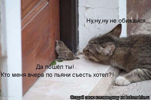 Ну,ну,ну не обижайся... Да пошёл ты! Кто меня вчера по пьяни съесть хотел?!... Котоматрица: Ну,ну,ну не обижайся... Да пошёл ты! Кто меня вчера по пьяни съесть хотел?!