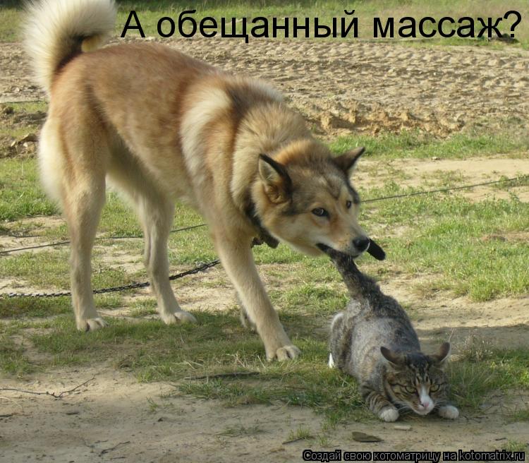 А обещанный массаж?... Котоматрица: А обещанный массаж?