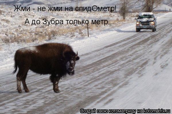 Жми - не жми на спидОметр! А до Зубра только метр...... Котоматрица: Жми - не жми на спидОметр! А до Зубра только метр...