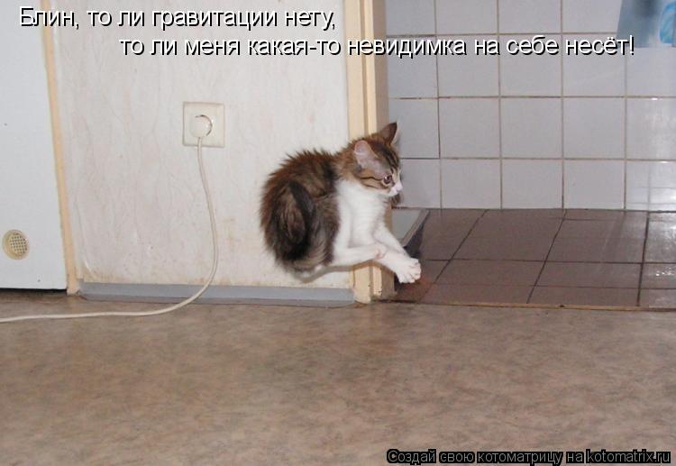 Блин, то ли гравитации нету, то ли меня какая-то невидимка на себе несёт!... Котоматрица: Блин, то ли гравитации нету, то ли меня какая-то невидимка на себе несёт!
