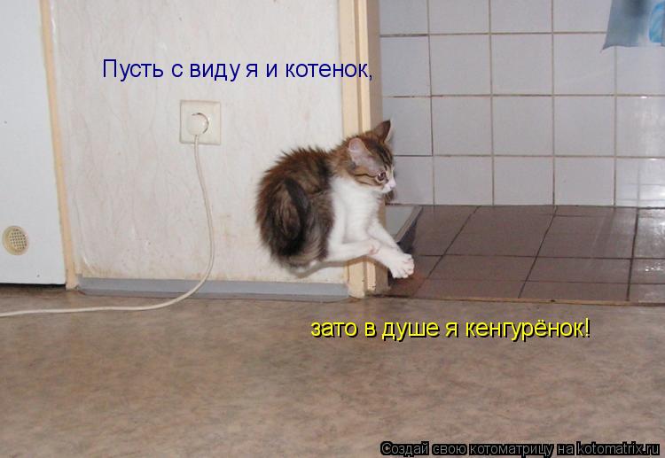 Пусть с виду я и котенок, зато в душе я кенгурёнок!... Котоматрица: Пусть с виду я и котенок, зато в душе я кенгурёнок!