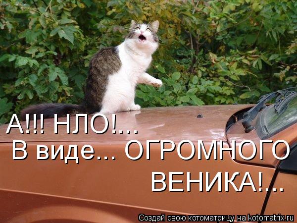 А!!! НЛО!... В виде... ОГРОМНОГО ВЕНИКА!...... Котоматрица: А!!! НЛО!... В виде... ОГРОМНОГО ВЕНИКА!...