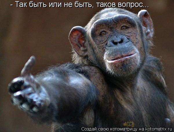 - Так быть или не быть, таков вопрос...... Котоматрица: - Так быть или не быть, таков вопрос...