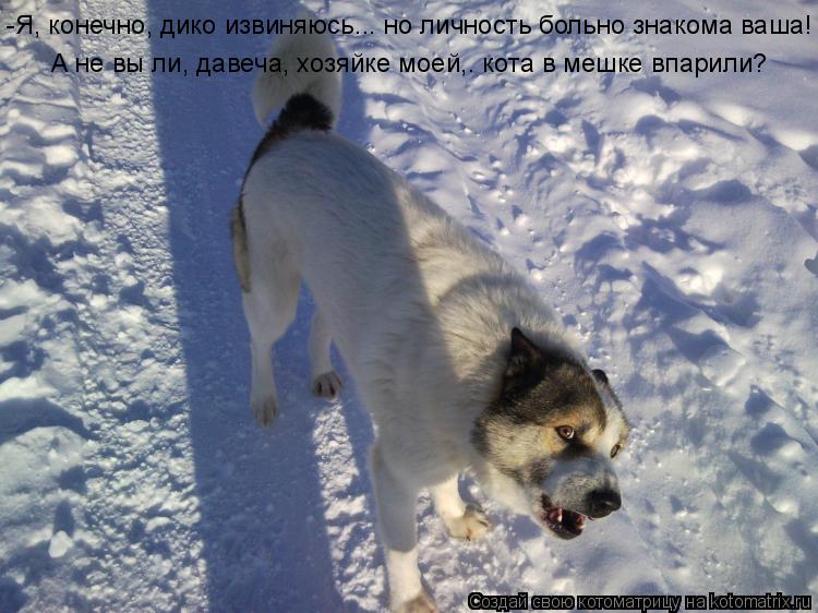 -Я, конечно, дико извиняюсь... но личность больно знакома ваша! А не вы ли, давеча, хозяйке моей,. ко... Котоматрица: -Я, конечно, дико извиняюсь... но личность больно знакома ваша! А не вы ли, давеча, хозяйке моей,. кота в мешке впарили?
