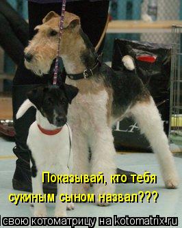 Показывай, кто тебя сукиным сыном назвал???... Котоматрица: Показывай, кто тебя сукиным сыном назвал???