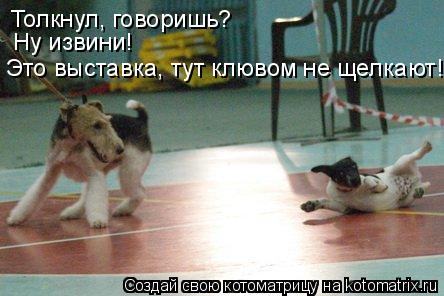 Толкнул, говоришь? Ну извини! Это выставка, тут клювом не щелкают!... Котоматрица: Толкнул, говоришь? Ну извини! Это выставка, тут клювом не щелкают!