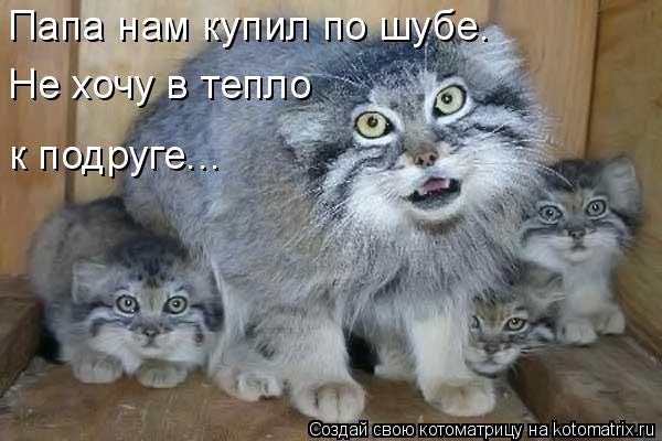 Папа нам купил по шубе. Не хочу в тепло к подруге...... Котоматрица: Папа нам купил по шубе. Не хочу в тепло к подруге...