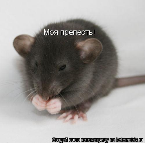 Моя прелесть!... Котоматрица: Моя прелесть!
