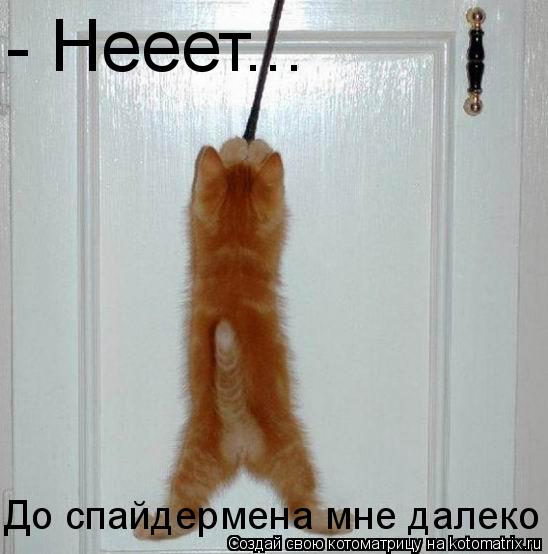 - Нееет... До спайдермена мне далеко... Котоматрица: - Нееет... До спайдермена мне далеко