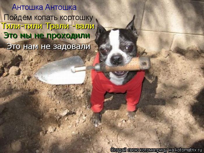Антошка Антошка Пойдём копать кортошку Это мы не проходили Это нам не задовали Тили-тили Трали -вал... Котоматрица: Антошка Антошка Пойдём копать кортошку Это мы не проходили Это нам не задовали Тили-тили Трали -вали