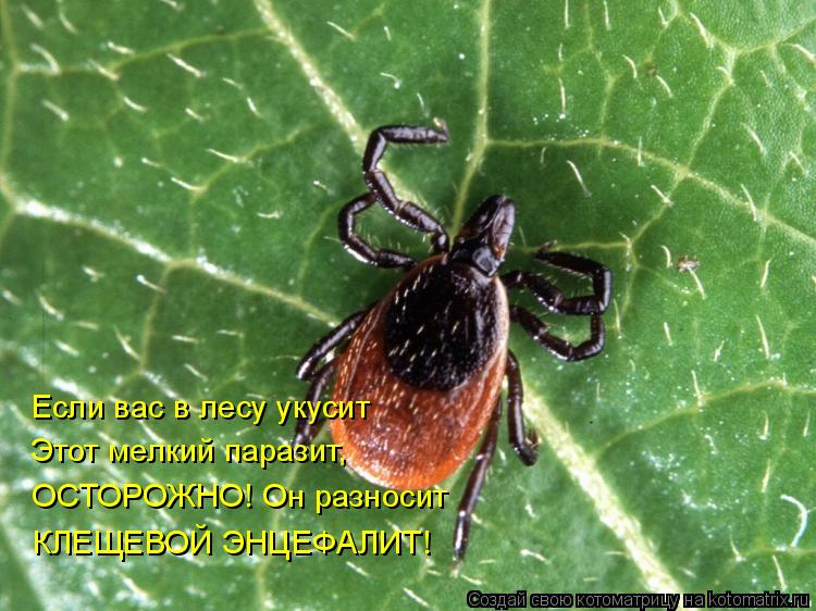 Котоматрица: Если вас в лесу укусит  Этот мелкий паразит, ОСТОРОЖНО! Он разносит  КЛЕЩЕВОЙ ЭНЦЕФАЛИТ!