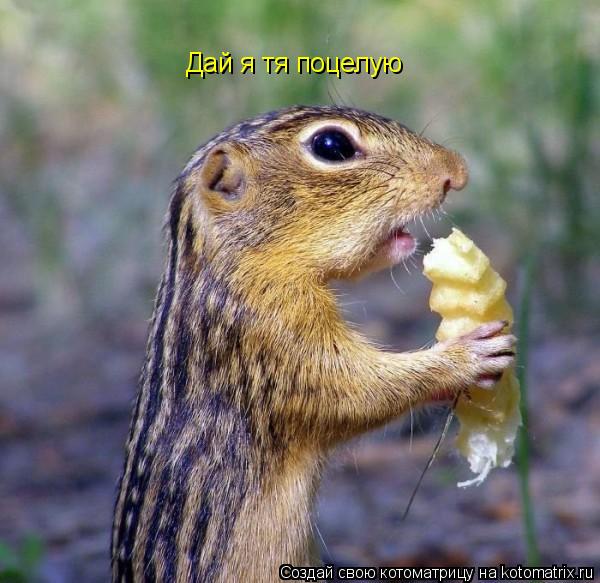 Дай я тя поцелую... Котоматрица: Дай я тя поцелую