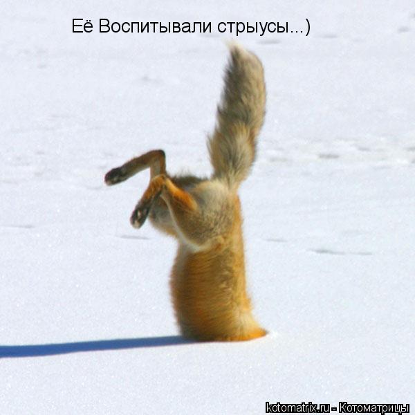 Её Воспитывали стрыусы...)... Котоматрица: Её Воспитывали стрыусы...)