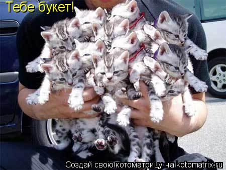 Тебе букет!... Котоматрица: Тебе букет!