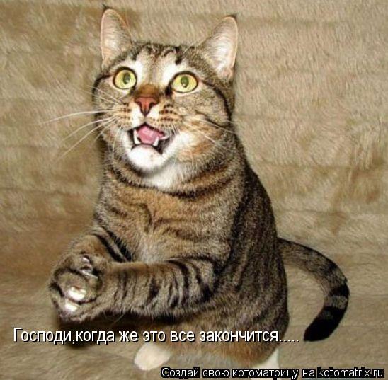 Господи,когда же это все закончится........ Котоматрица: Господи,когда же это все закончится.....