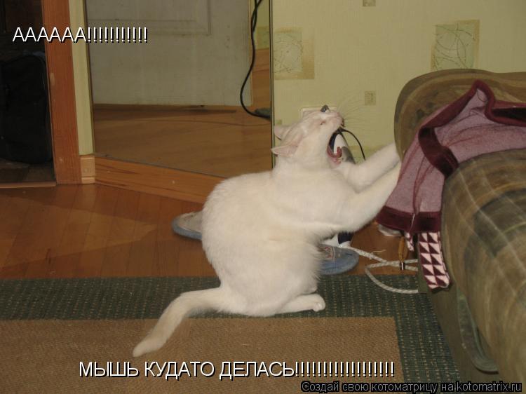 АААААА!!!!!!!!!!! МЫШЬ КУДАТО ДЕЛАСЬ!!!!!!!!!!!!!!!!!!... Котоматрица: АААААА!!!!!!!!!!! МЫШЬ КУДАТО ДЕЛАСЬ!!!!!!!!!!!!!!!!!!
