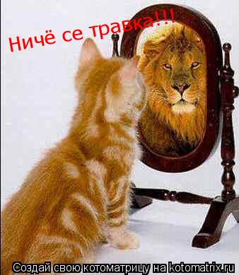 Ничё се травка!!!... Котоматрица: Ничё се травка!!!