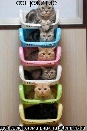 общежитие...... Котоматрица: общежитие...