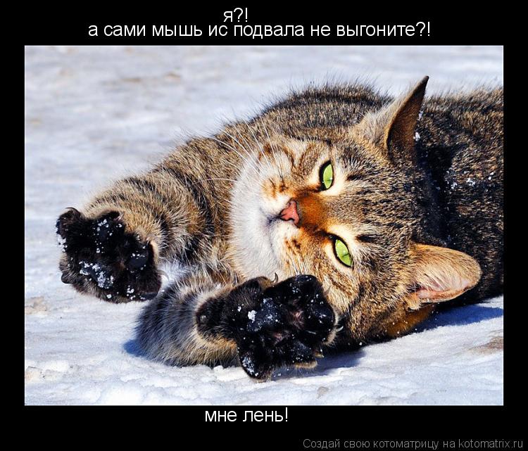 я?! а сами мышь ис подвала не выгоните?! мне лень!... Котоматрица: я?! а сами мышь ис подвала не выгоните?! мне лень!