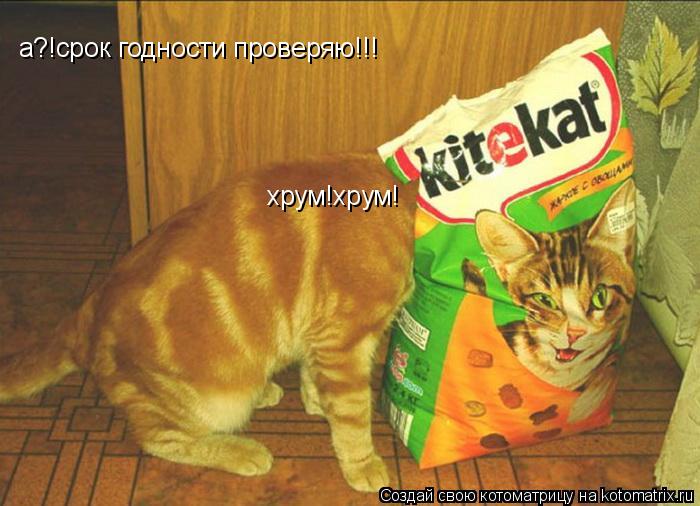 а?!срок годности проверяю!!! хрум!хрум!... Котоматрица: а?!срок годности проверяю!!! хрум!хрум!