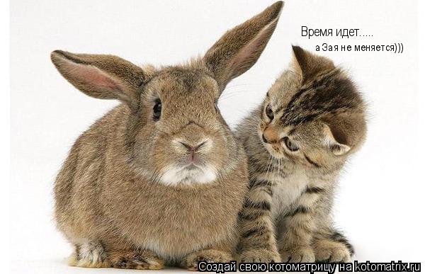 Время идет..... а Зая не меняется)))... Котоматрица: Время идет..... а Зая не меняется)))