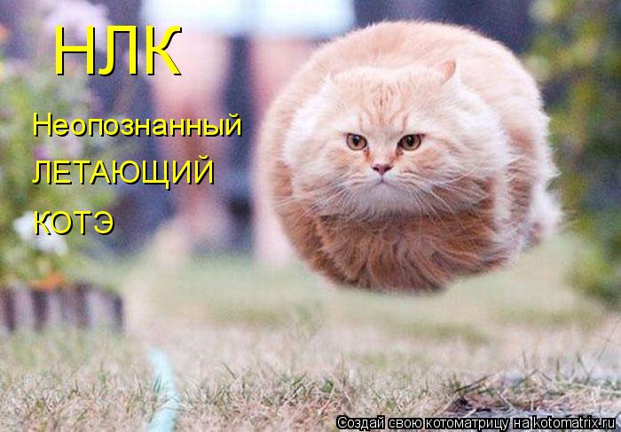 НЛК Неопознанный ЛЕТАЮЩИЙ КОТЭ... Котоматрица: НЛК Неопознанный ЛЕТАЮЩИЙ КОТЭ