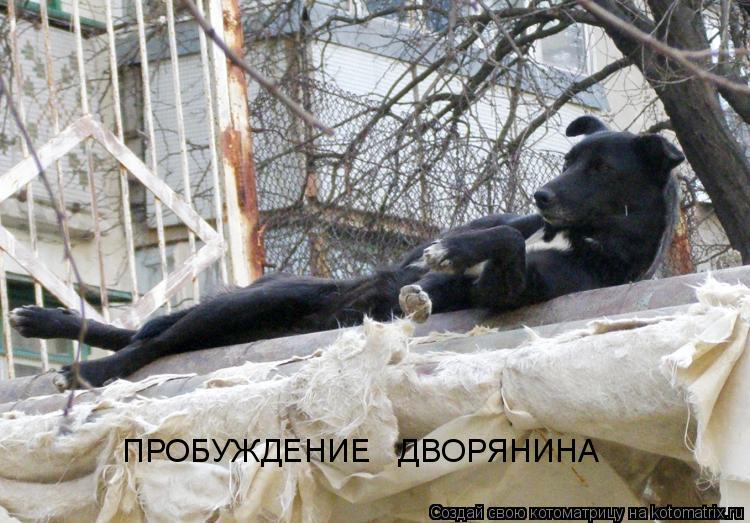 ПРОБУЖДЕНИЕ ДВОРЯНИНА... Котоматрица: ПРОБУЖДЕНИЕ ДВОРЯНИНА