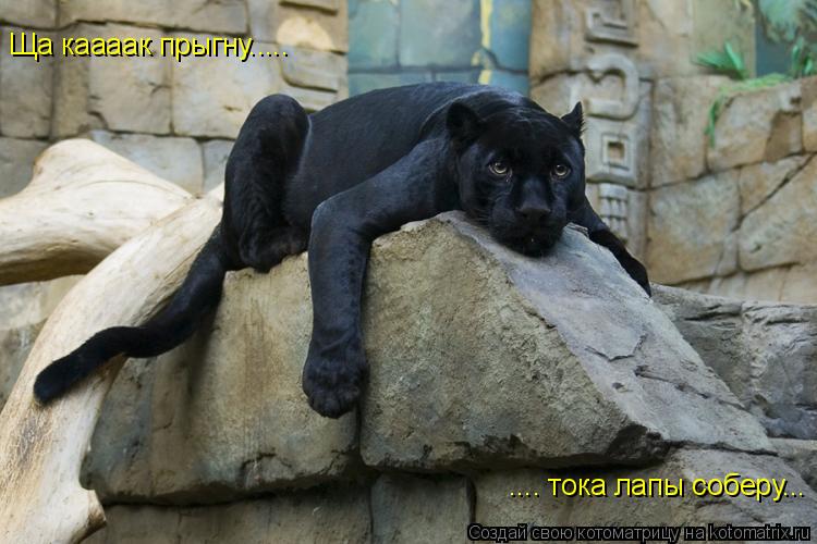 .... тока лапы соберу... Ща каааак прыгну........ Котоматрица: .... тока лапы соберу... Ща каааак прыгну.....