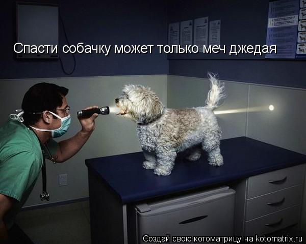 Спасти собачку может только меч джедая... Котоматрица: Спасти собачку может только меч джедая