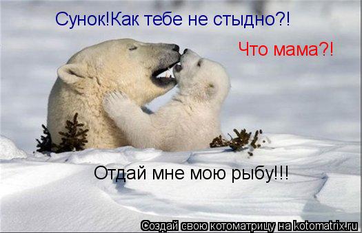 Сунок!Как тебе не стыдно?! Что мама?! Отдай мне мою рыбу!!!... Котоматрица: Сунок!Как тебе не стыдно?! Что мама?! Отдай мне мою рыбу!!!