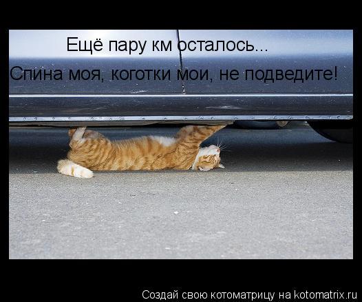Ещё пару км осталось... Спина моя, коготки мои, не подведите!... Котоматрица: Ещё пару км осталось... Спина моя, коготки мои, не подведите!