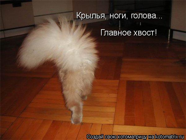 Крылья, ноги, голова... Главное хвост!... Котоматрица: Крылья, ноги, голова... Главное хвост!