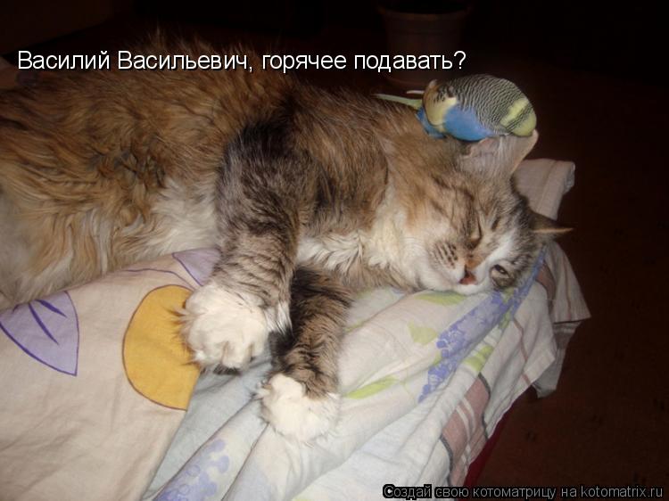 Василий Васильевич, горячее подавать?... Котоматрица: Василий Васильевич, горячее подавать?