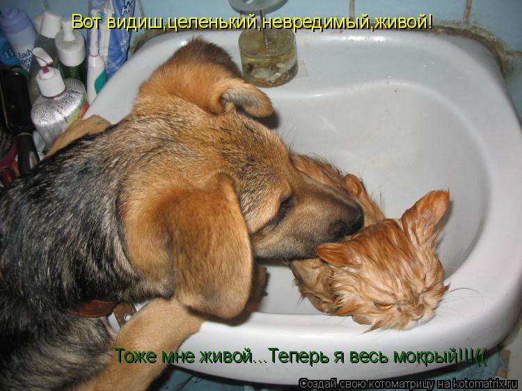 Вот видиш,целенький,невредимый,живой! Тоже мне живой...Теперь я весь мокрый!!!((... Котоматрица: Вот видиш,целенький,невредимый,живой! Тоже мне живой...Теперь я весь мокрый!!!((