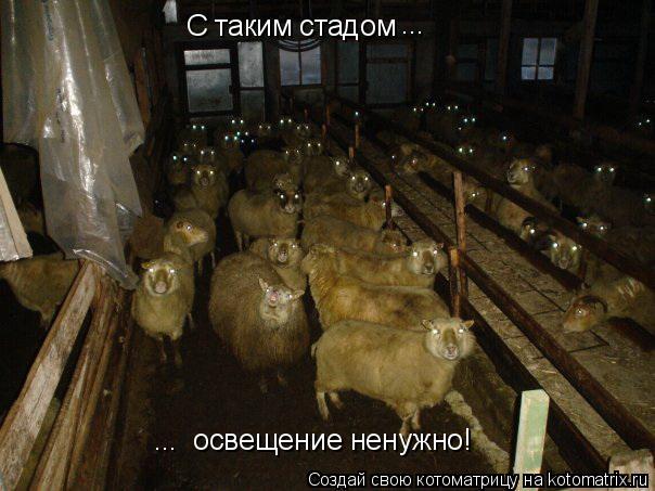 С таким стадом ... ... освещение ненужно!... Котоматрица: С таким стадом ... ... освещение ненужно!