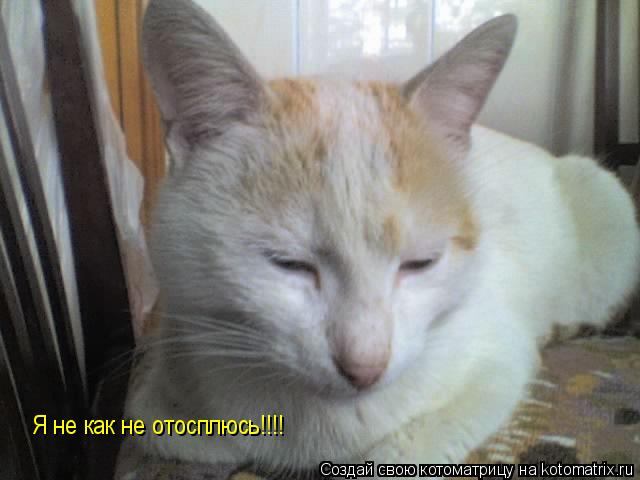 Я не как не отосплюсь!!!!... Котоматрица: Я не как не отосплюсь!!!!